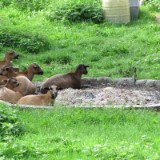 1009F 018 Goeppingen-PB